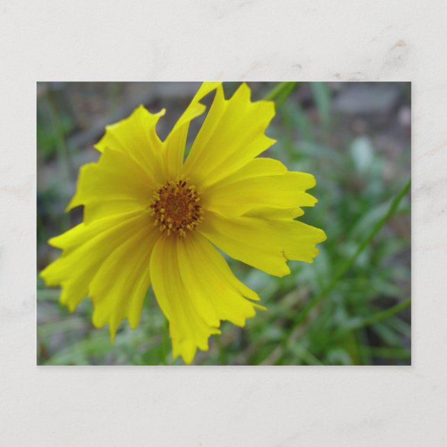 Coreopsis Postcard (Front)