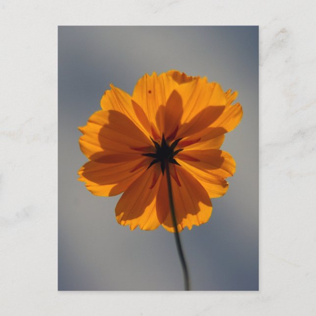 Coreopsis Postcard (Front)