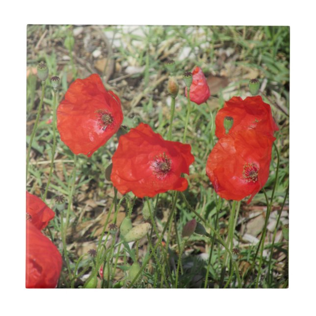 Corfu Red Poppies Ceramic Tile (Front)