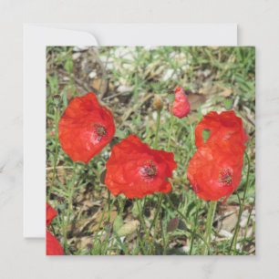 Corfu Red Poppies Flat Card