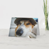 Corgi demands treat birthday card