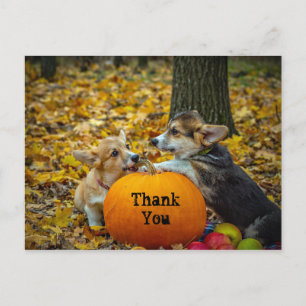 Corgi Dog Pumpkin Autumn Photo Thank You Postcard