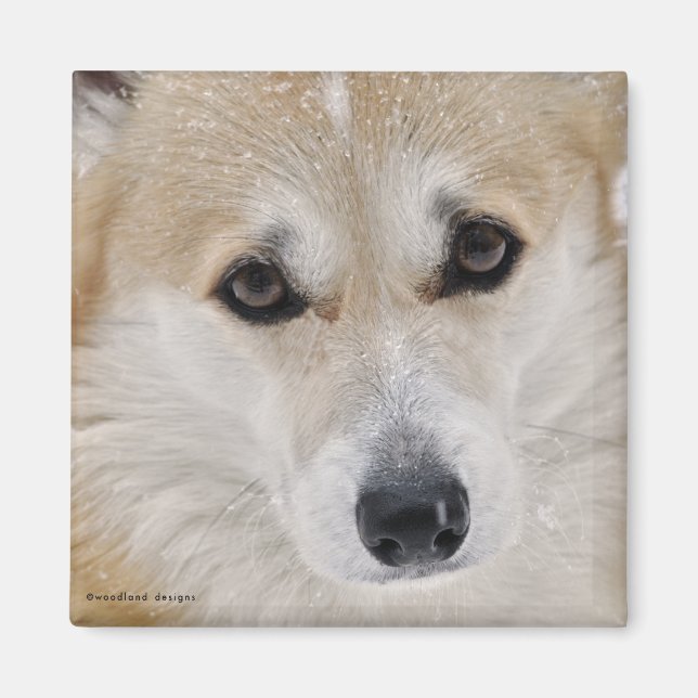 Corgi Face Magnet (Front)
