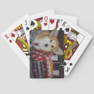 Corgi playing cards