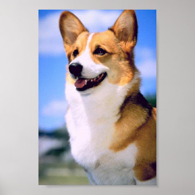 Corgi Poster (Front)