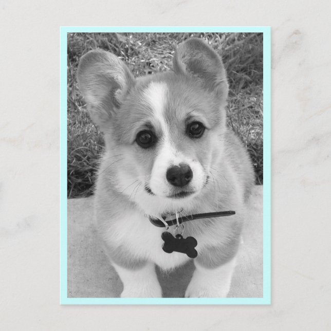 Corgi Puppy Postcard (Front)