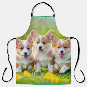 Corgies playing in the grass apron