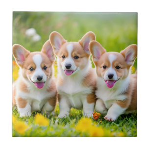 Corgies playing in the grass tile