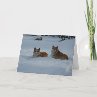 Corgis playing in snow holiday card