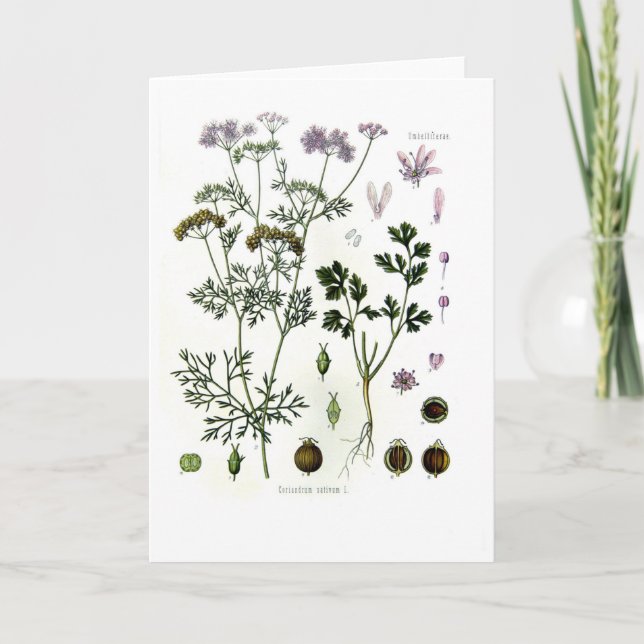 Coriander Card (Front)