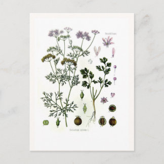 Coriander Postcard