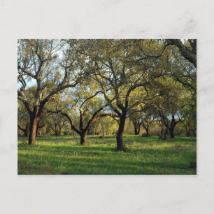 Cork oak forest, Alentejo, Portugal in Europe Postcard