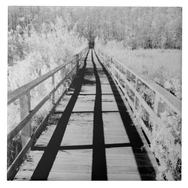 Corkscrew Swamp Sanctuary boardwalk, Florida, Tile (Front)