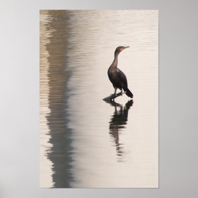 Cormorant at Confluence Park Poster (Front)