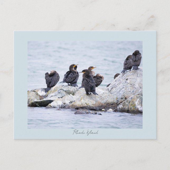 Cormorant Birds Rhode Island Postcard  (Front)