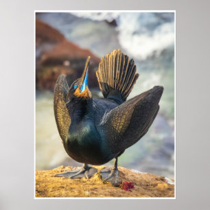 Cormorant Display Wall Art Coastal Bird Print