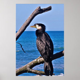 Cormorant in New Plymouth Poster
