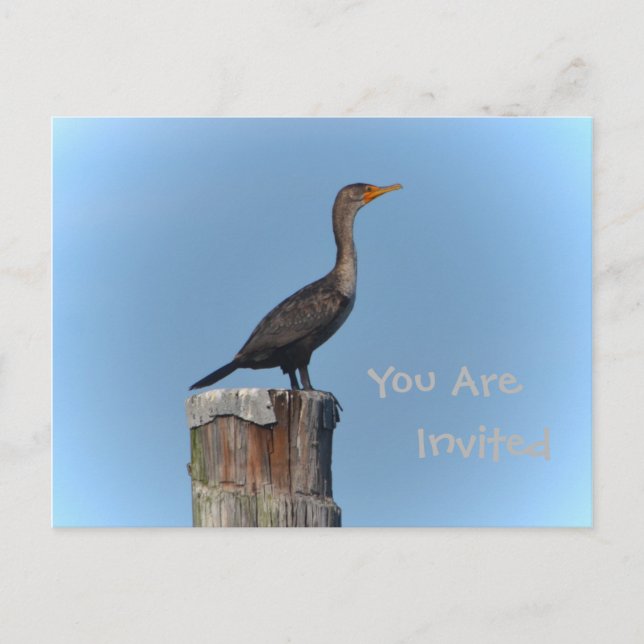 Cormorant Seabird Invitation Postcard (Front)