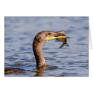 Cormorant with a fish
