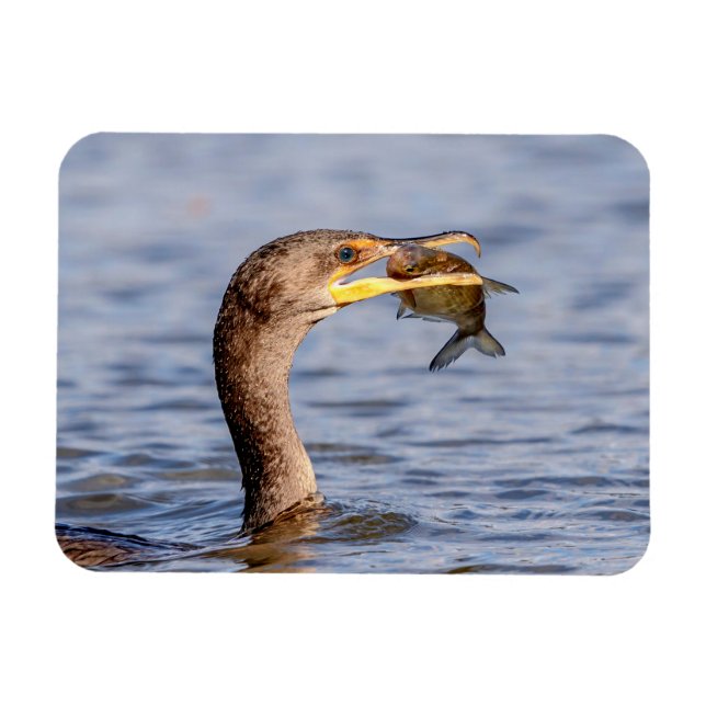 Cormorant with a fish magnet (Horizontal)
