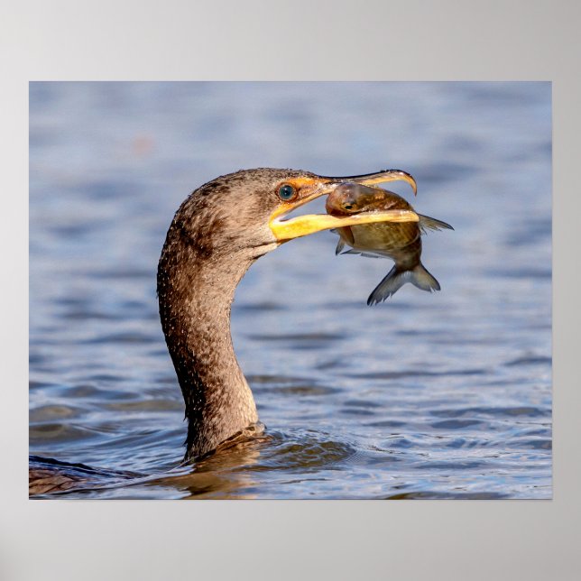 Cormorant with a fish poster (Front)