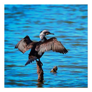 Cormorant With Outspread Wings On Blue Water Art Poster