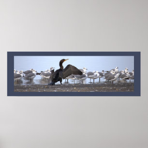 Cormorant with Seagulls Poster