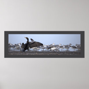Cormorant with Seagulls Poster