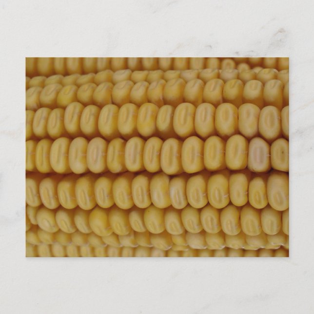 Corn Cob Close Up Postcard (Front)