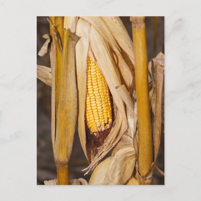 Corn Cobb On Stalk Postcard (Front)