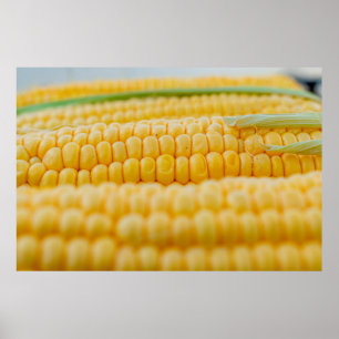 Corn corn on the cob corn kernels poster