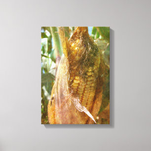 Corn Ear Canvas Print