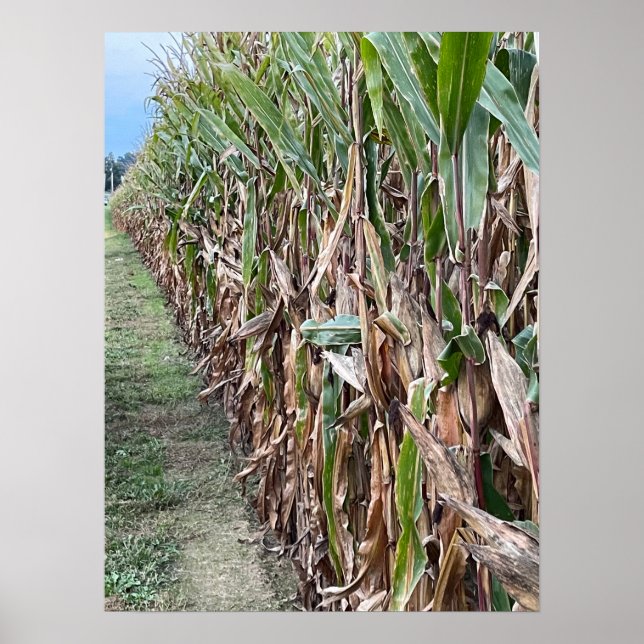 Corn Field Photo Poster  (Front)