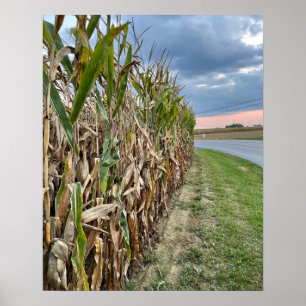 Corn Field Photo Poster