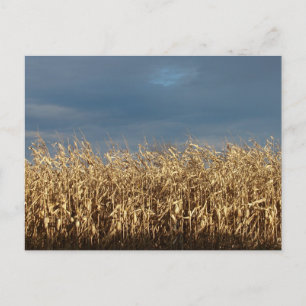 Corn Field Postcard