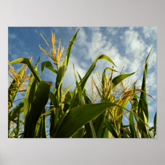 Corn field poster