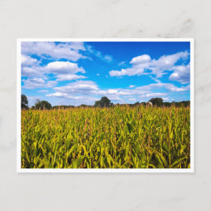 Corn fields under blue sky - photo postcard