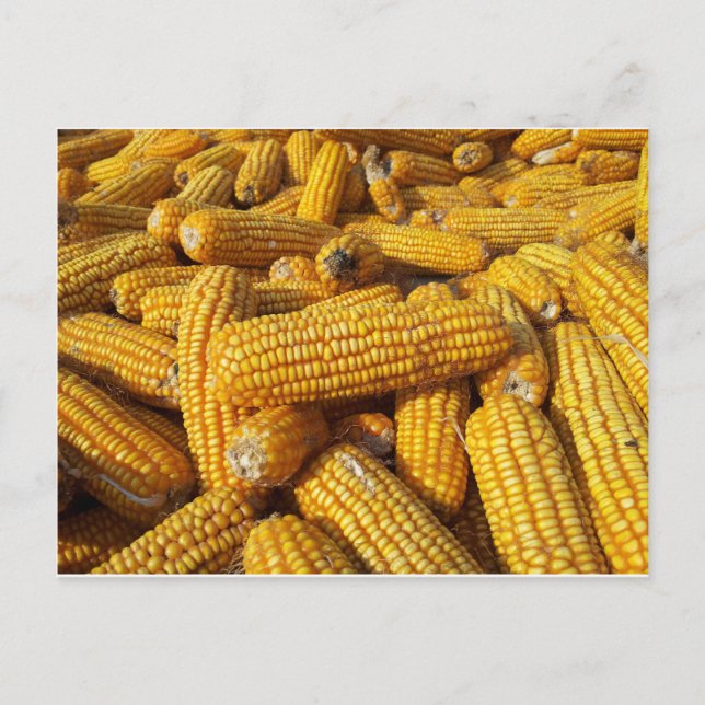 Corn Harvest Postcard (Front)
