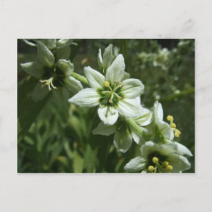 Corn Lily Postcard