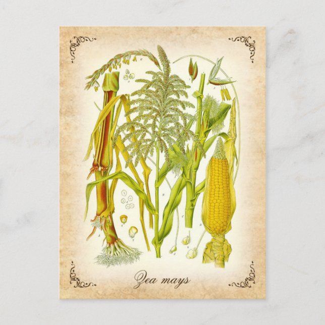 Corn (Maize) - vintage illustration Postcard (Front)