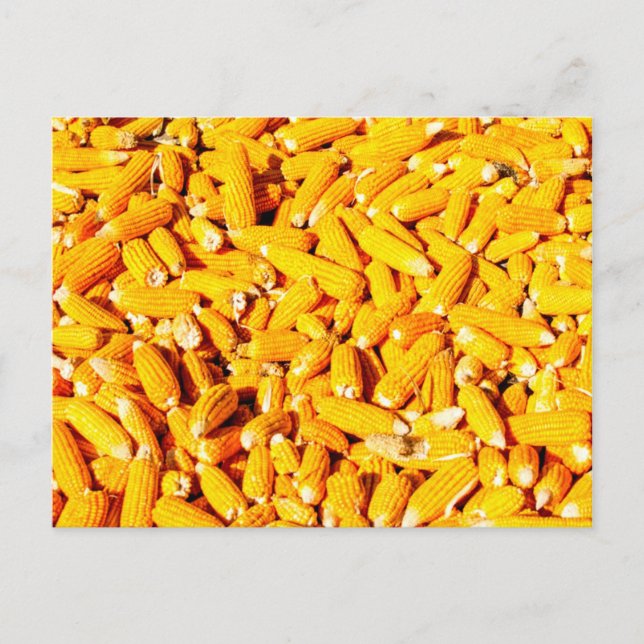 Corn on The Cob Postcard (Front)