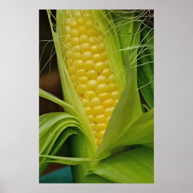 Corn on the cob poster (Front)