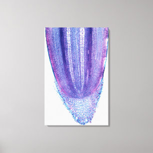 Corn Plant Root Tip Canvas Print