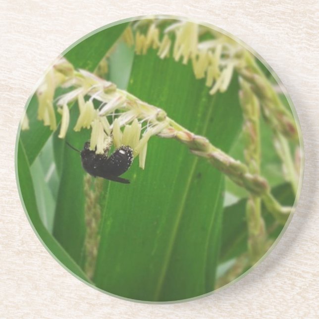 Corn pollen is yummy to the bees today. coaster (Front)