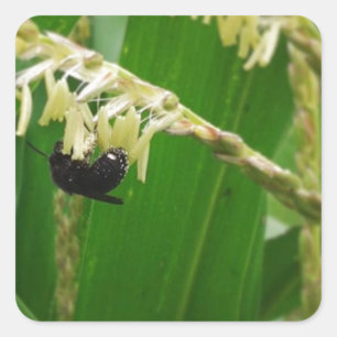 Corn pollen is yummy to the bees today. square sticker