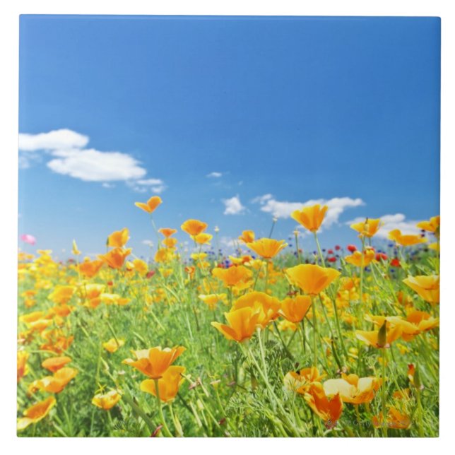 Corn Poppy Field 2 Tile (Front)