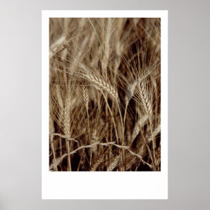 Corn Poster