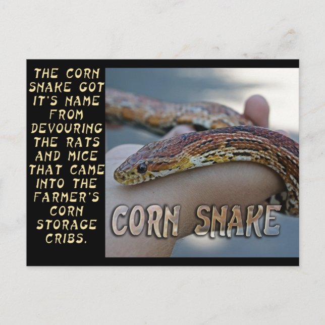 CORN SNAKE POSTCARD (Front)