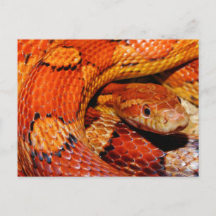 Corn Snake Postcard