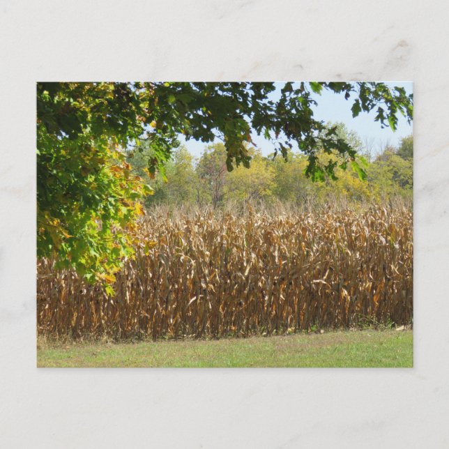 Corn Stalks in Field Ready for Harvest Postcard (Front)